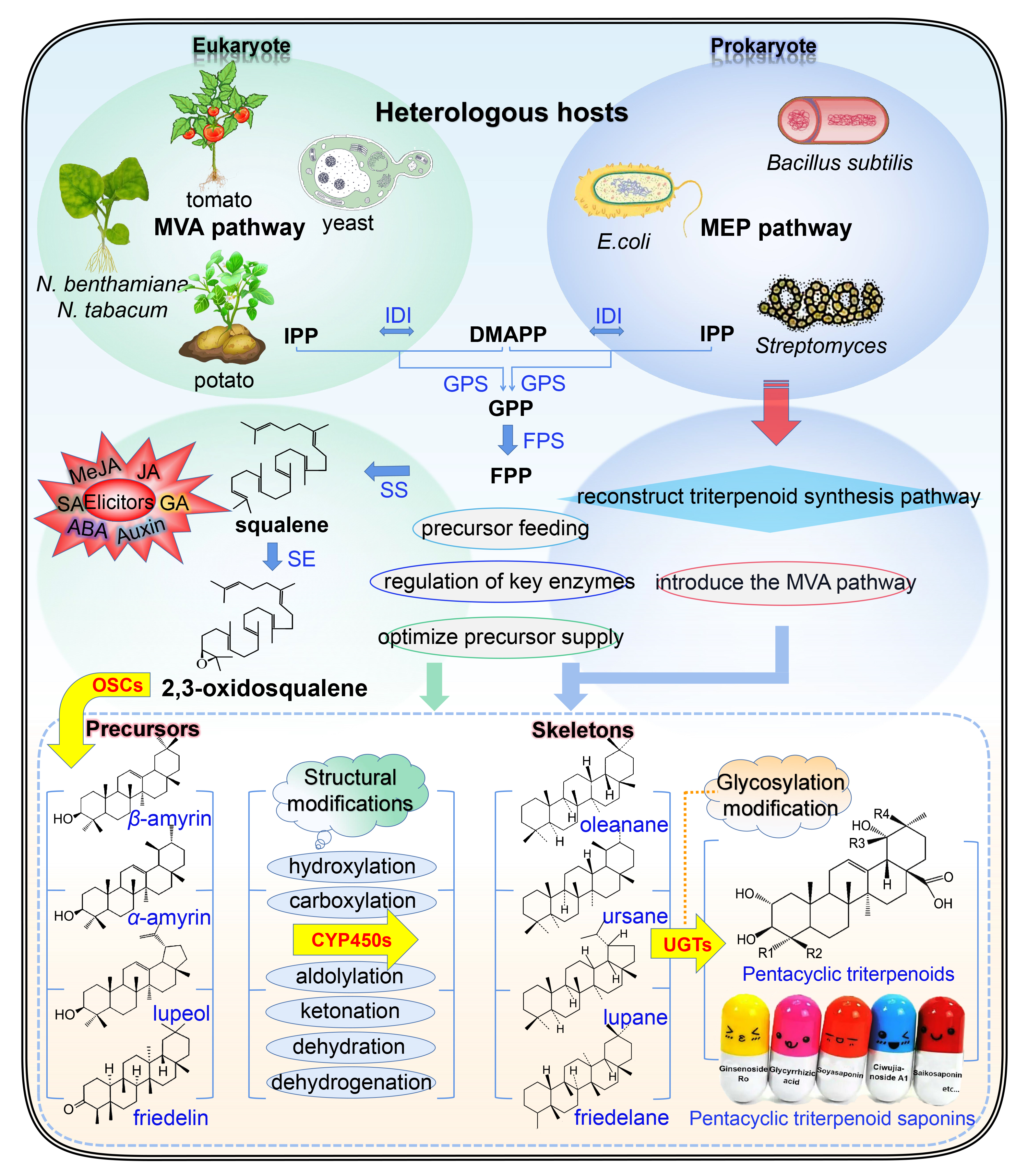 (2022.11.2) 图9 异源生物合成.jpg