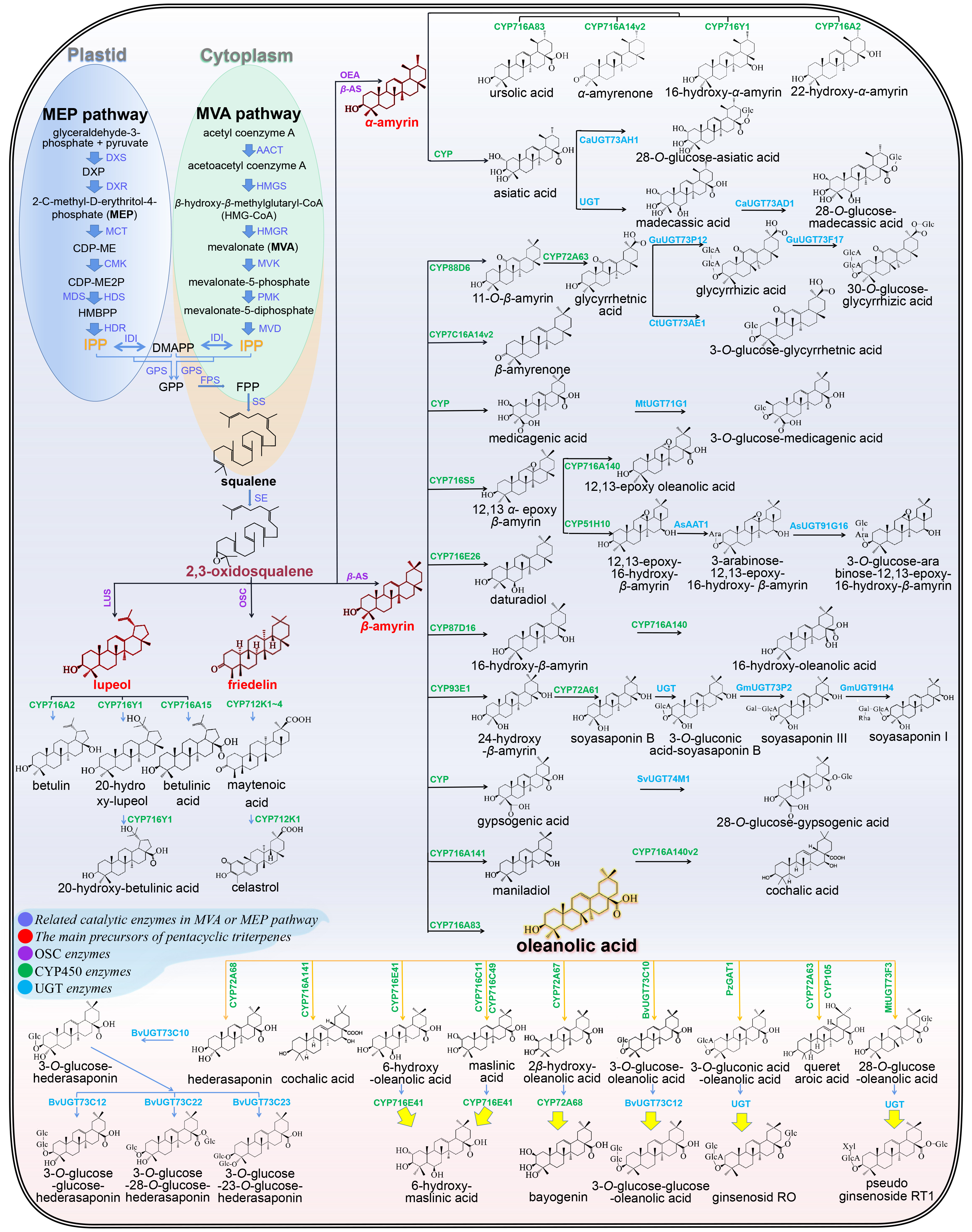 (2022.7.27)图4五环三萜生物合成途径-蓝色.jpg