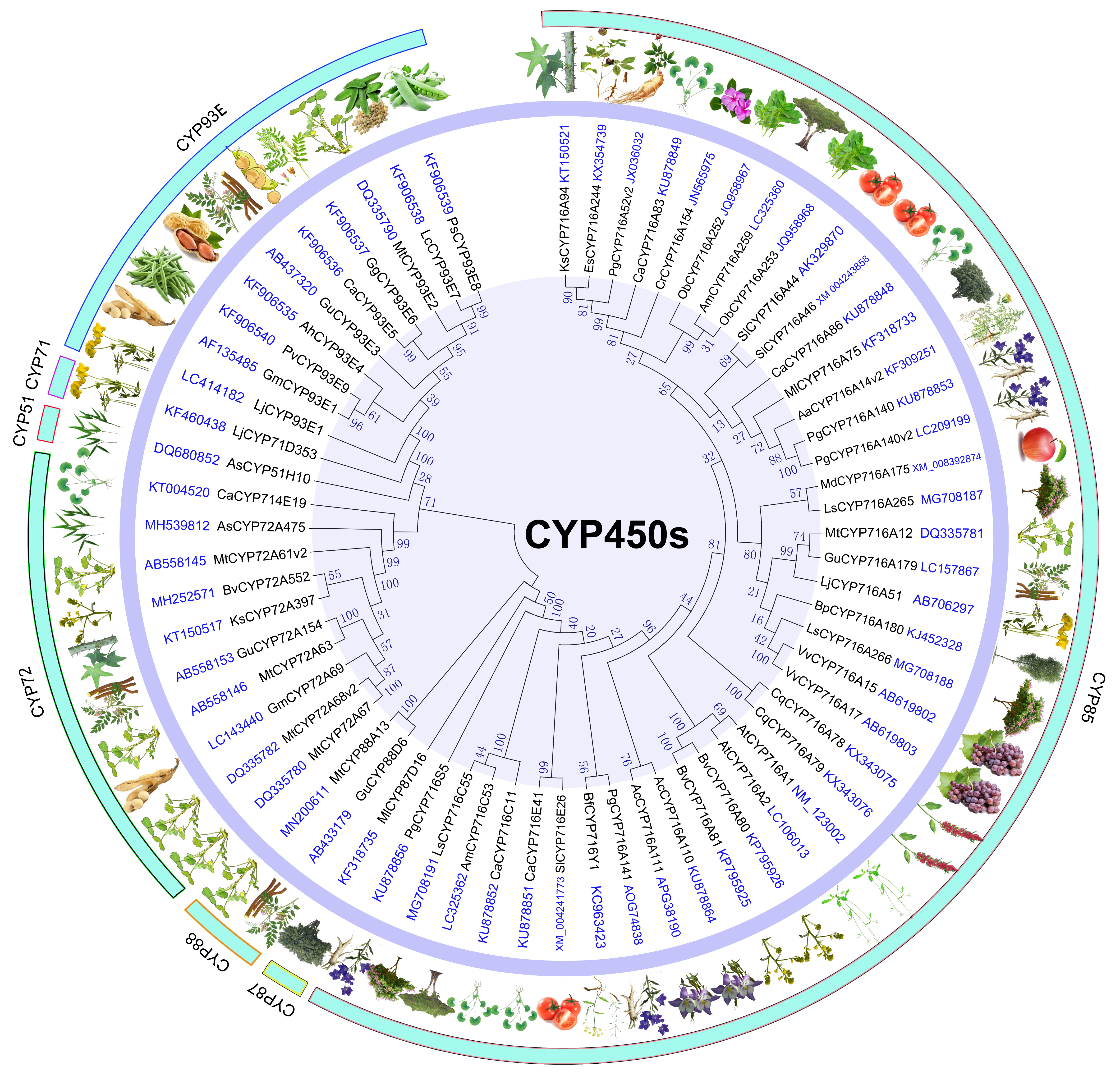 (官)(2022.3.23)[MEGA6-M-ML]五环三萜CYP450蛋白进化树-2.jpg