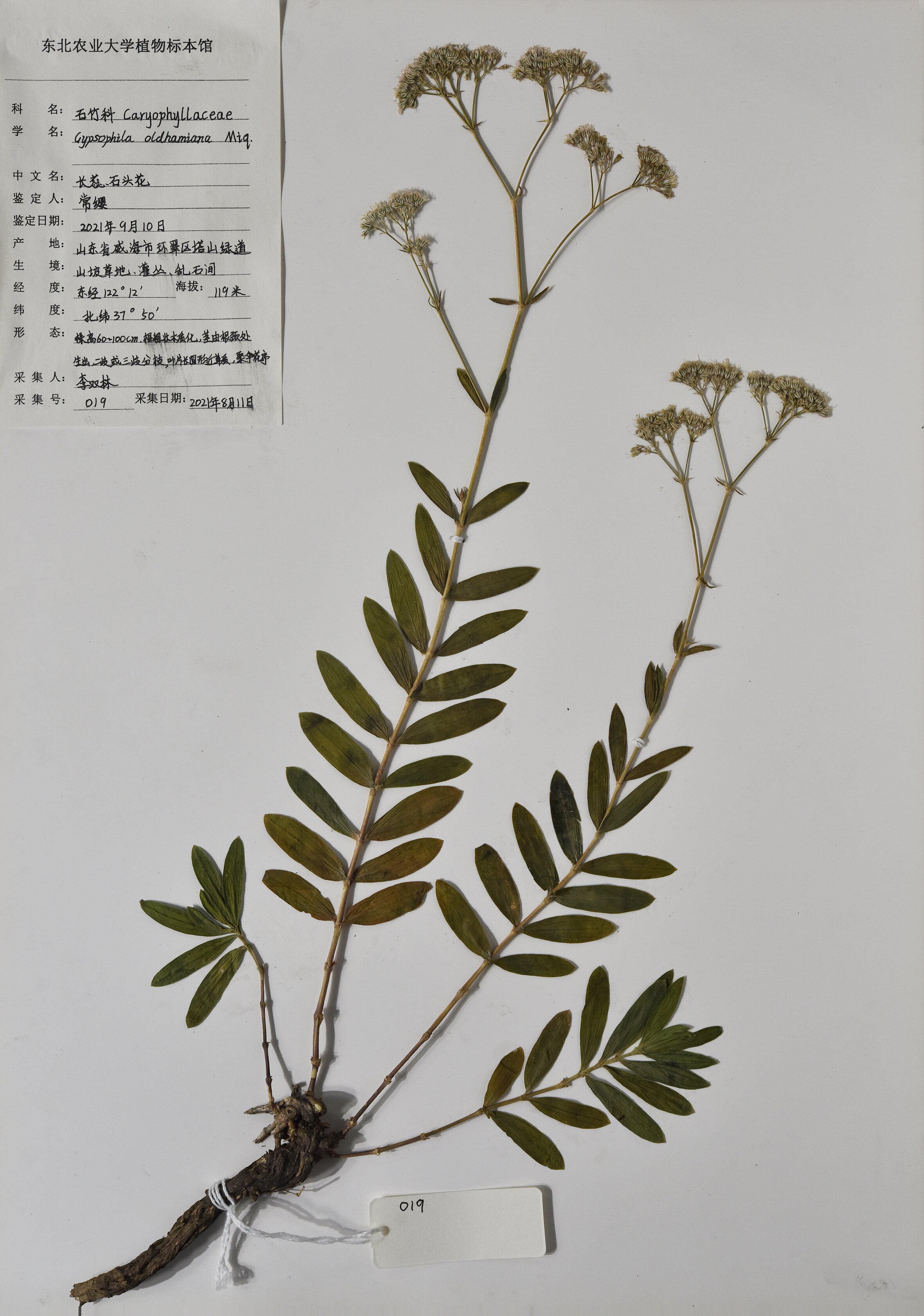 东北亚生物多样性中心主办“黑龙江省高校标本制作联赛”