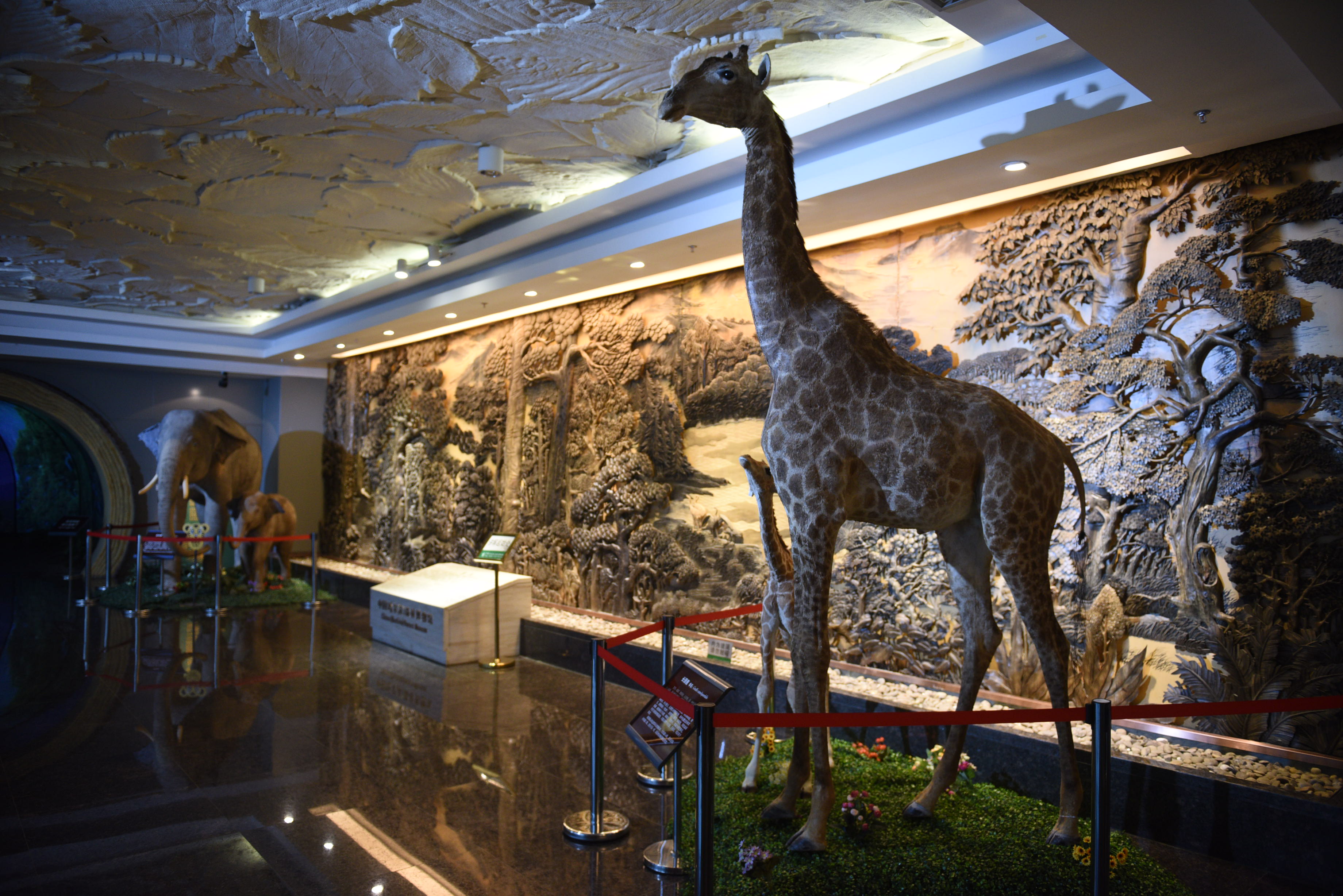 博物馆大厅的长颈鹿标本