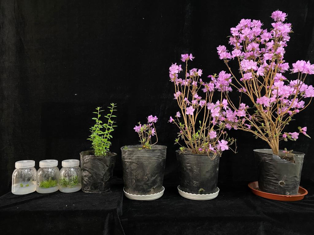 兴安杜鹃组培快繁及移栽,成苗,开花过程