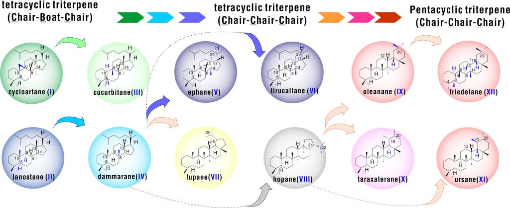 图1 自然界主要的三萜化合物类型及其关系