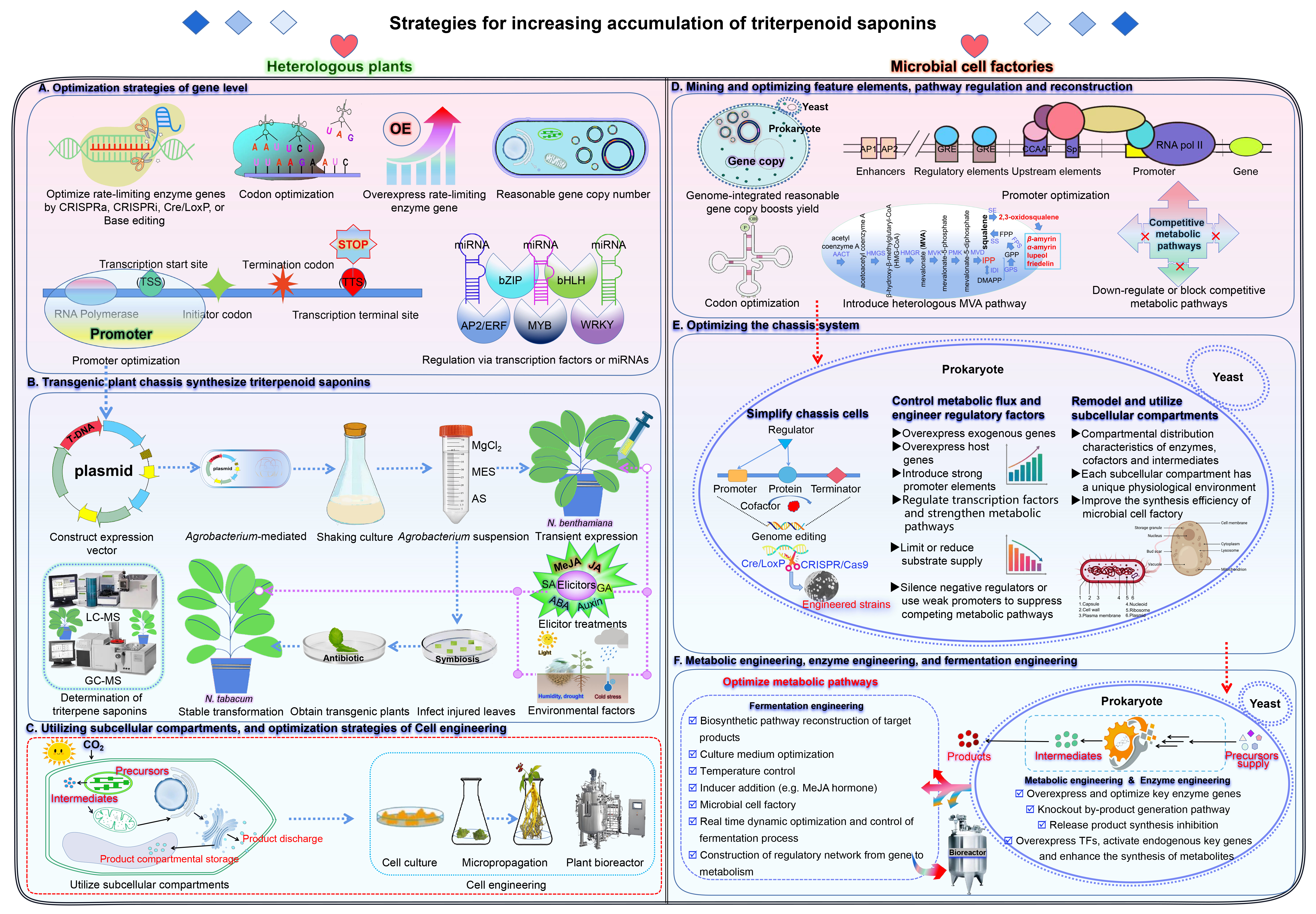 (2022.11.6) 图11 提高三萜皂苷积累的策略.jpg