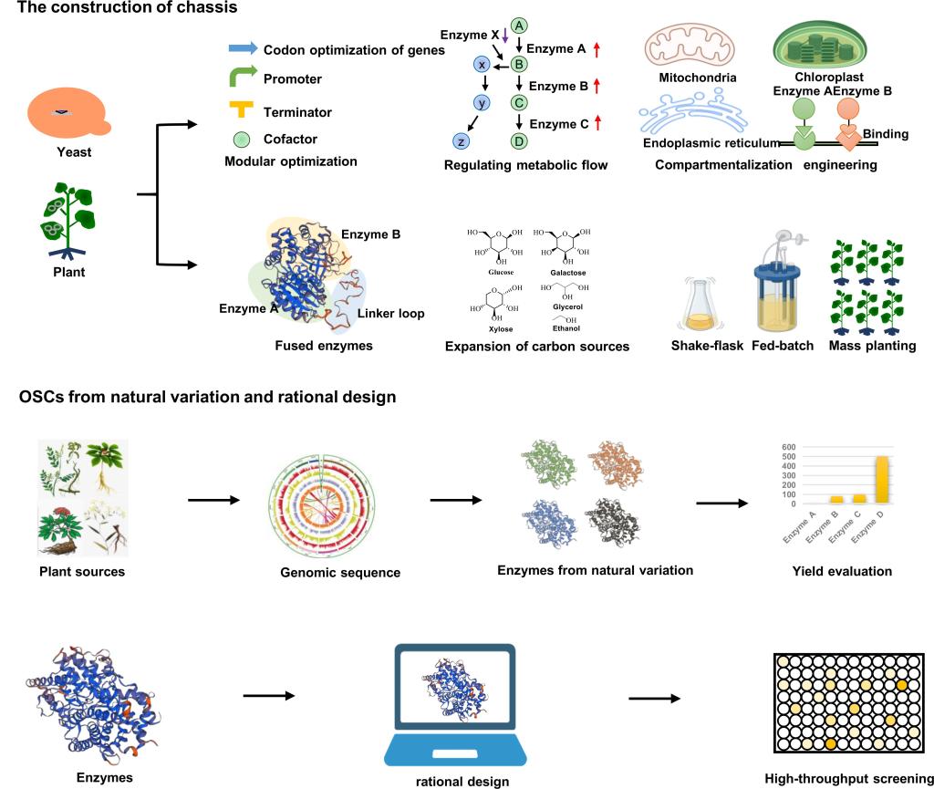 图2 三萜化合物的合成生物学研究策略